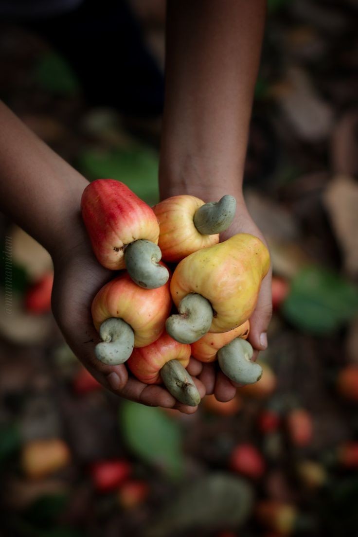 Buying cashew nuts from farmers